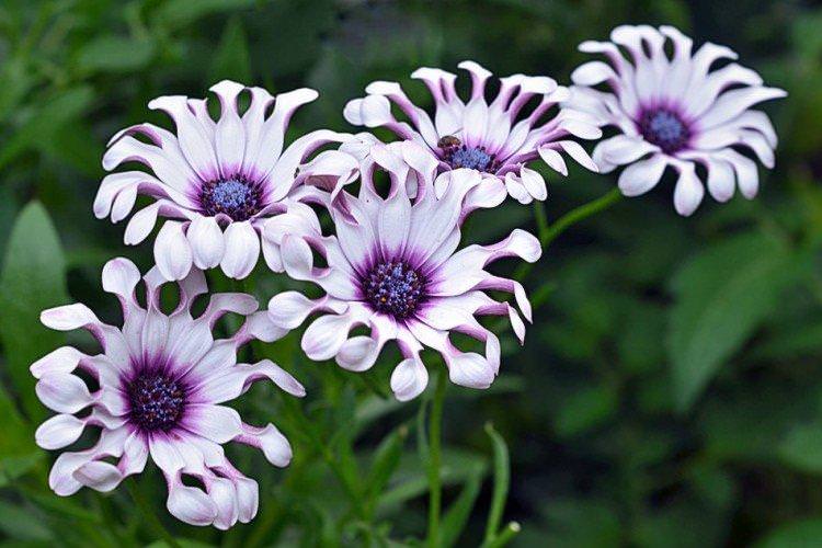 Остеоспермум - фото
