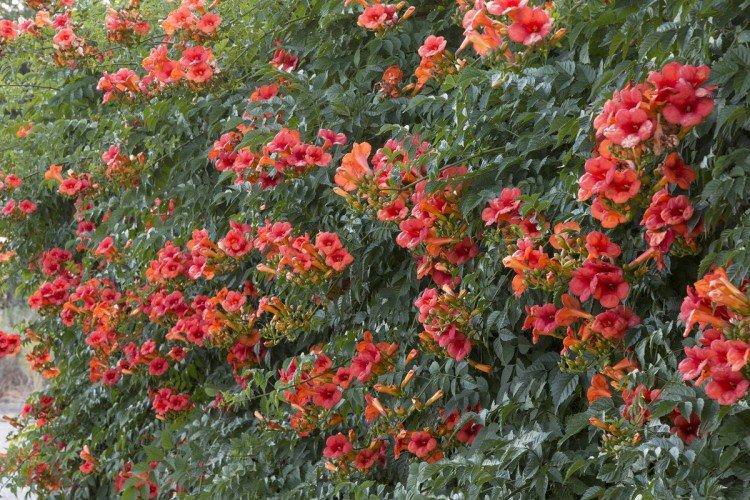 Укорінений кампсис
