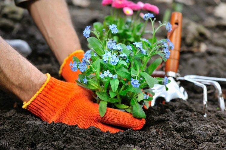 Посадка та розмноження Посадка та розмноження