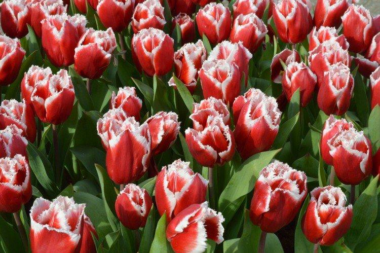 Тюльпани – фото Тюльпани – фото