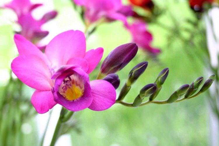 Freesia Photo