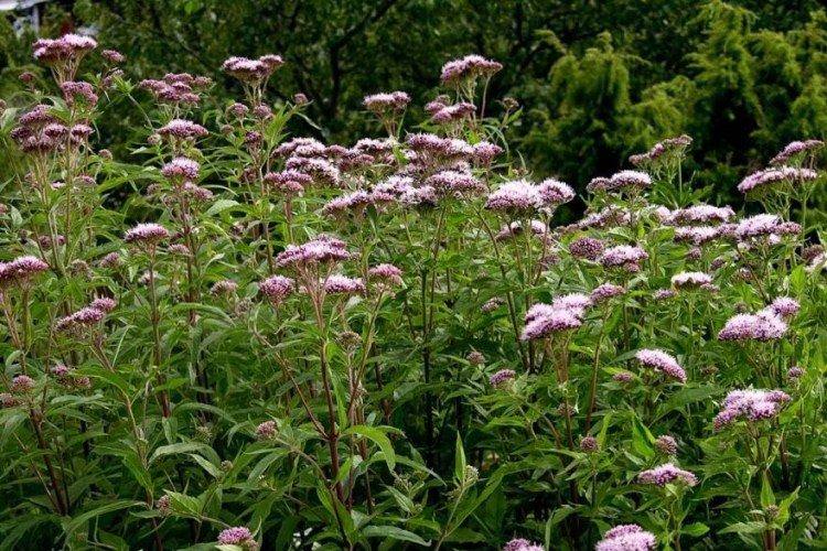 Боротьба зі шкідниками та хворобами