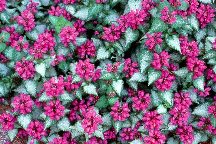 Яснотка - фото