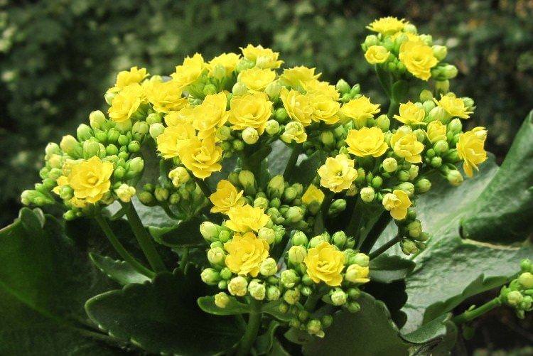 Каланхое Каландіва