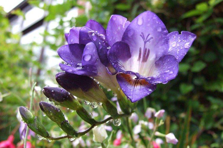 Freesia Photo