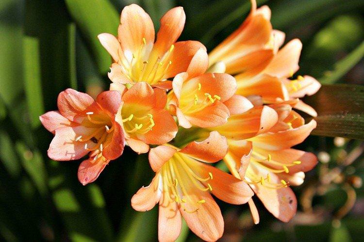 Freesia Photo