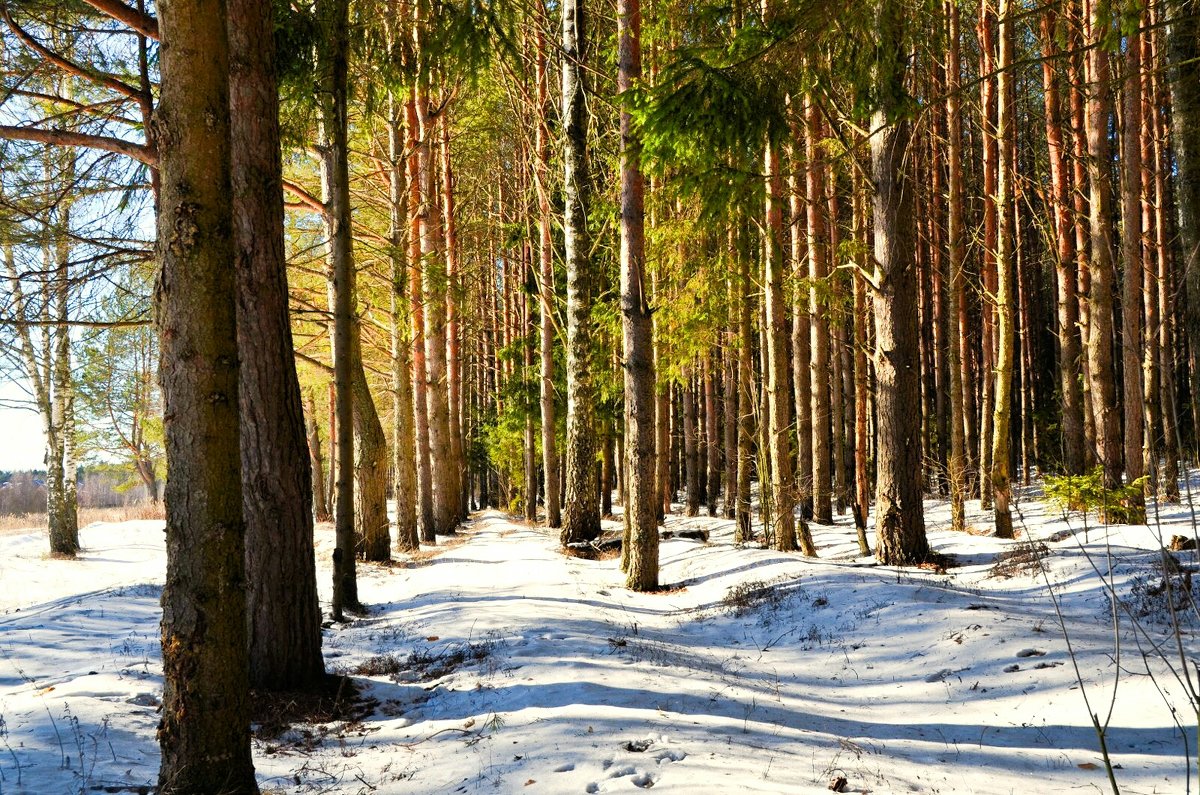 Ліс із сосен під снігом