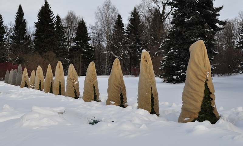 Кіпарисовики взимку