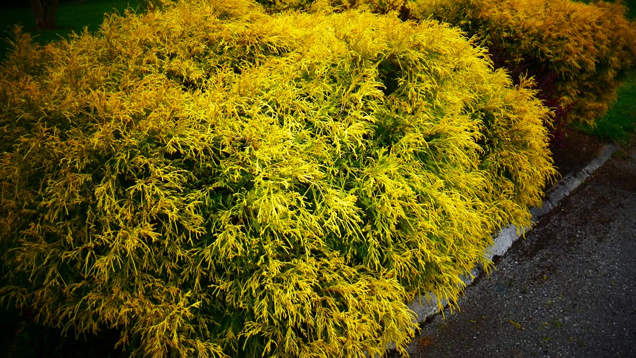 Juniperus pfitzeriana King of Spring