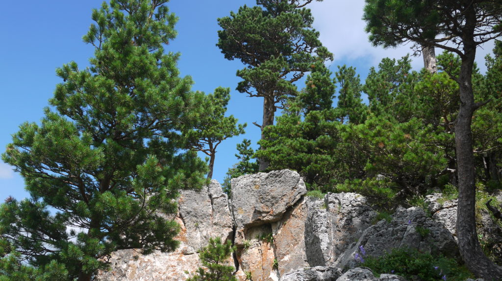 Гірська сосна (Pinus mugo)