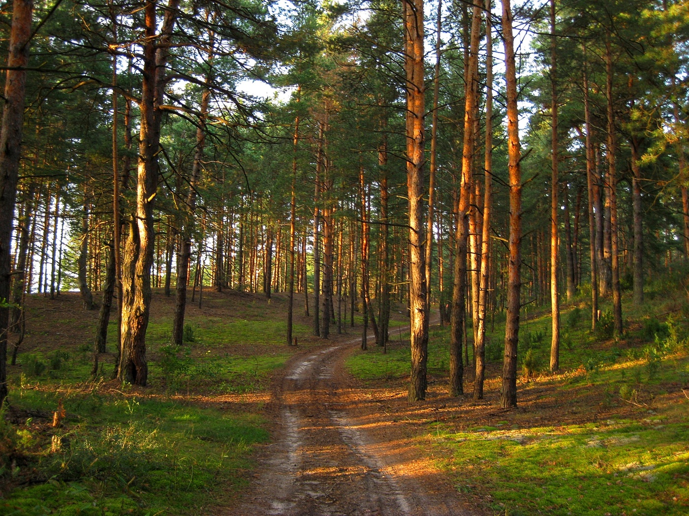 сосновий ліс