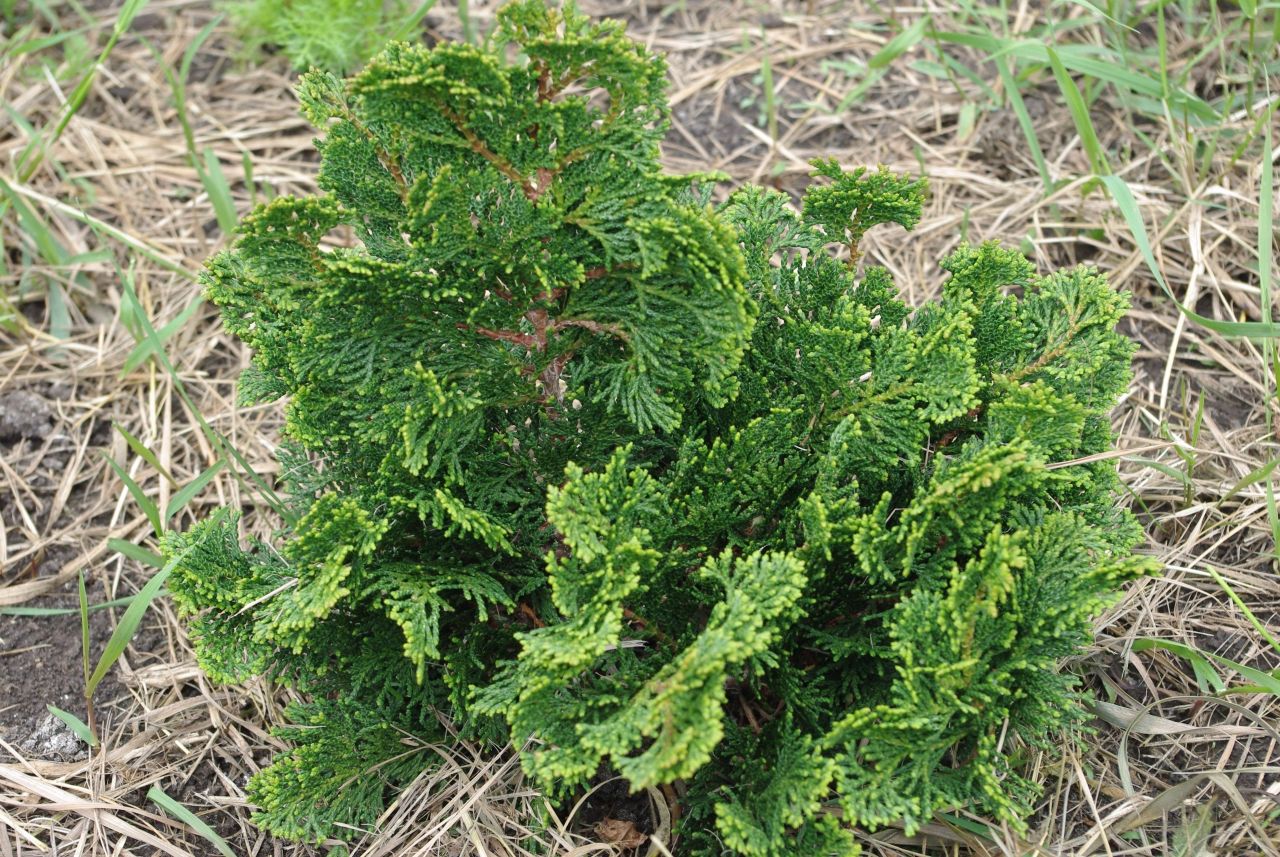 Chamaecyparis obtusa Nana Gracilis