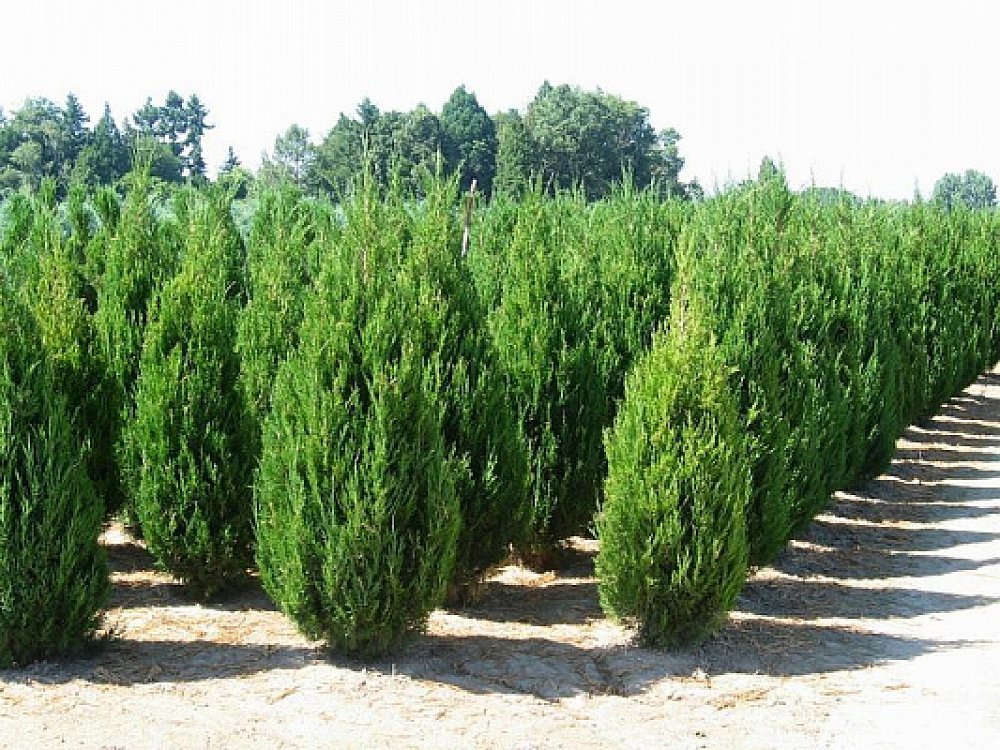 Ялівець китайський