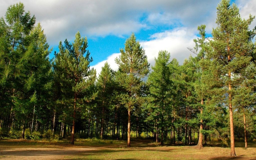 сосновий ліс