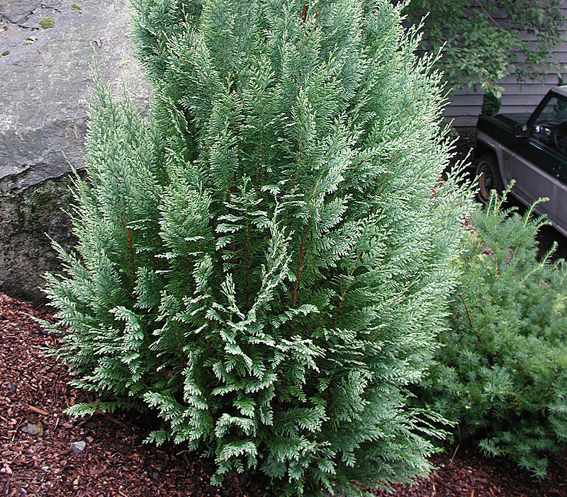 Chamaecyparis lawsoniana White Spot