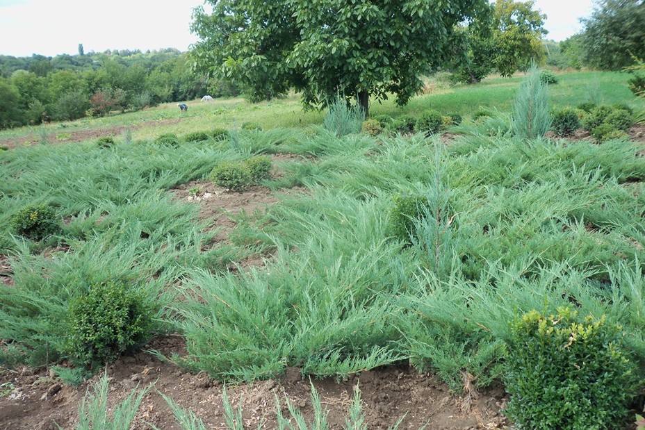 Juniperus sabina Glauca