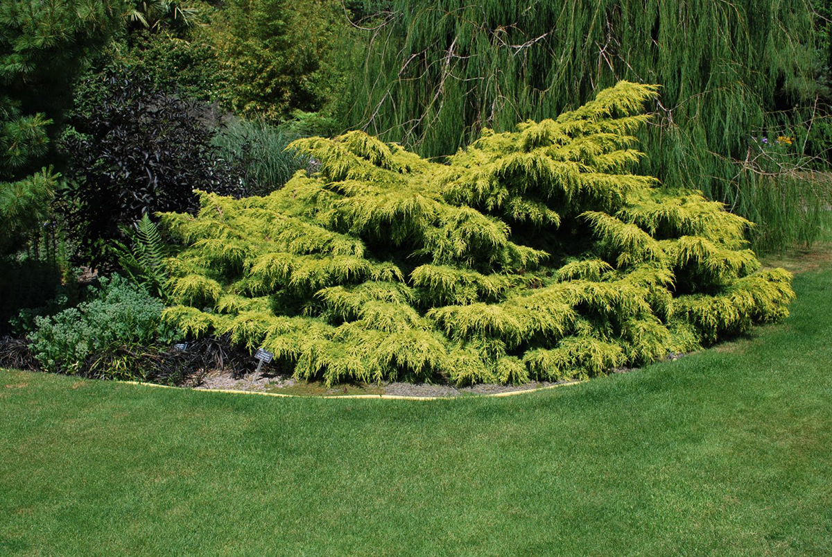 juniperus x pfitzeriana old gold
