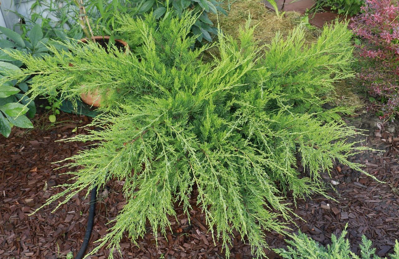 Juniperus media Gold Kissen