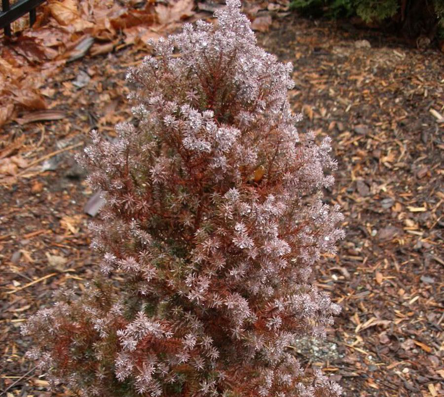Chamaecyparis thyoides Red Star