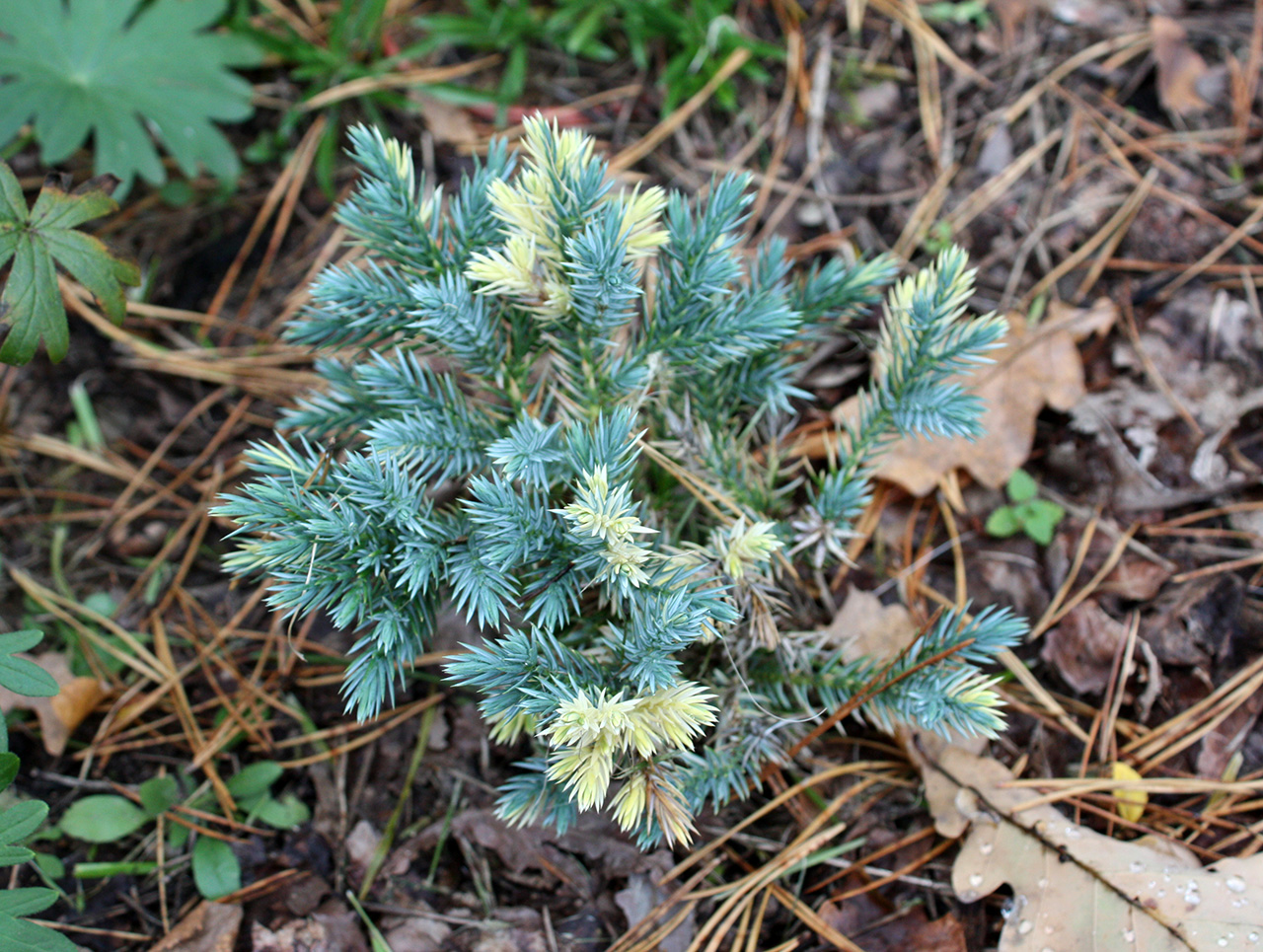 Juniperus squamata Golden Flame