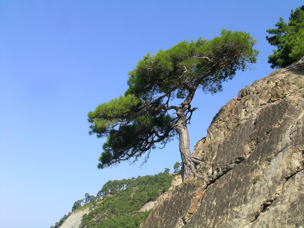 Pinus stankewiczii над урвищем