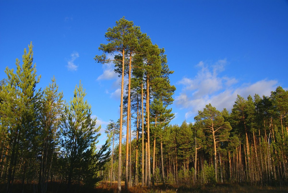 Мендова біла сосна