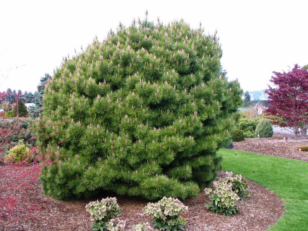 Pinus mugo