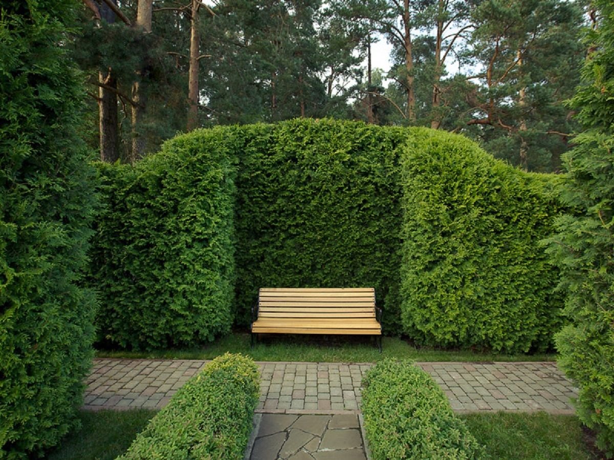 Лава серед туй