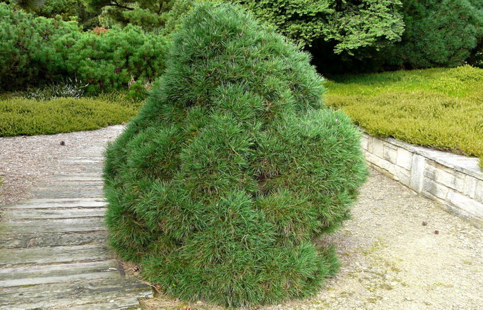Сосна Globosa Viridis