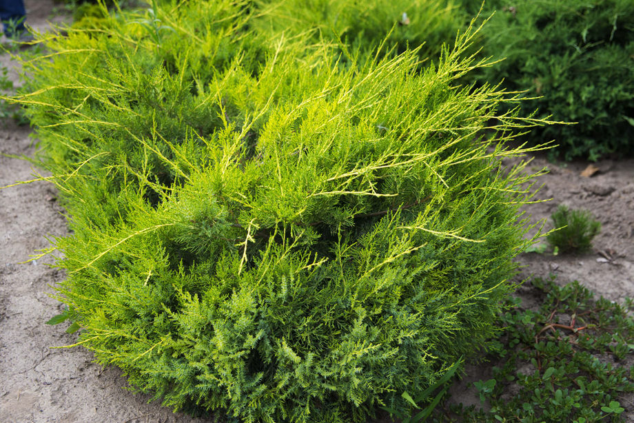 Juniperus chinensis