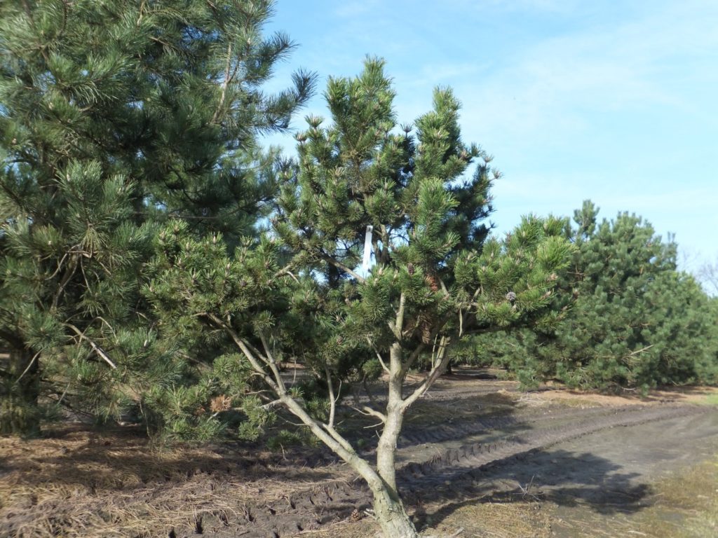 Сосна гірська Мугус (Pinus mugo Mughus)