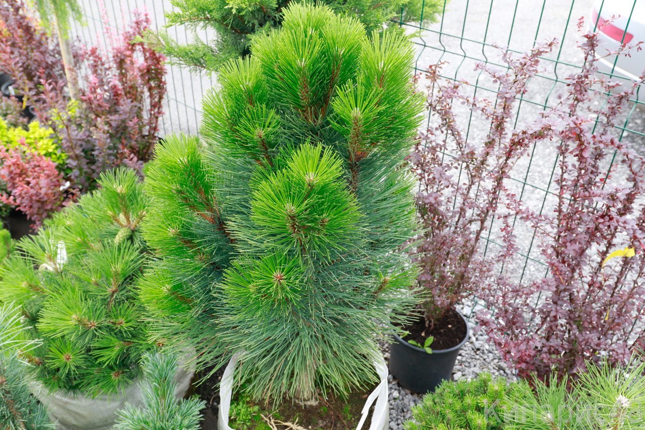 сосна Pyramidalis