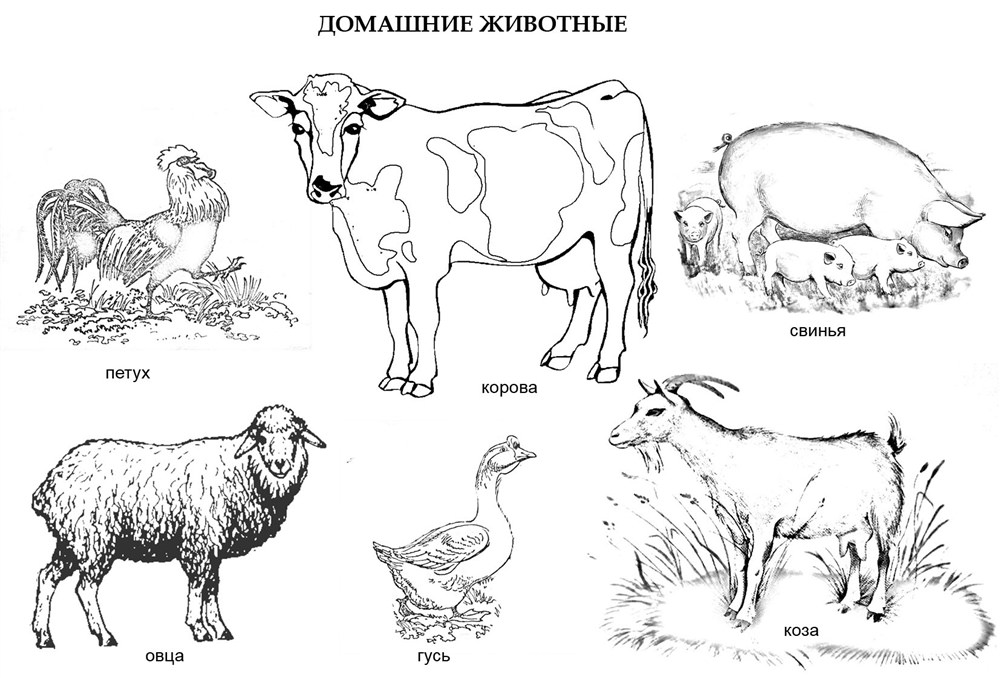 Розмальовка &laquo;Домашні тварини&raquo; (23 фото)