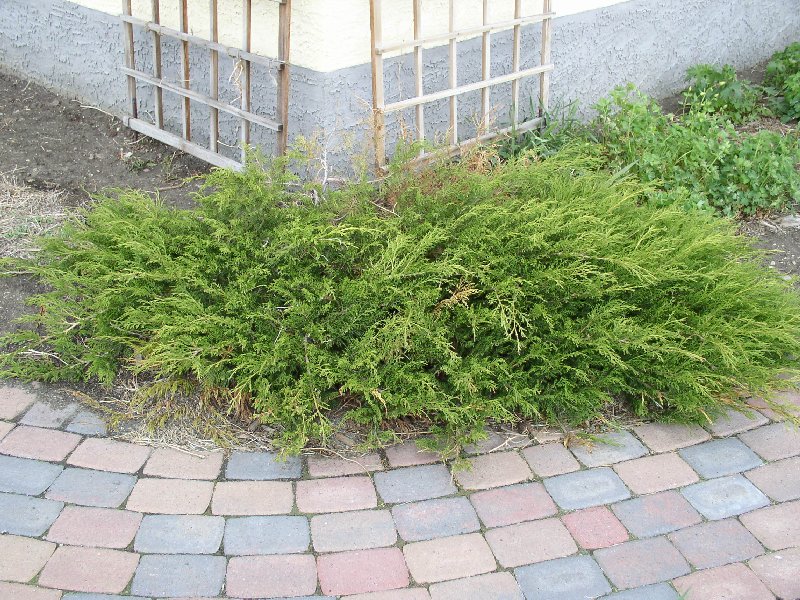 Ялівець Аркадія