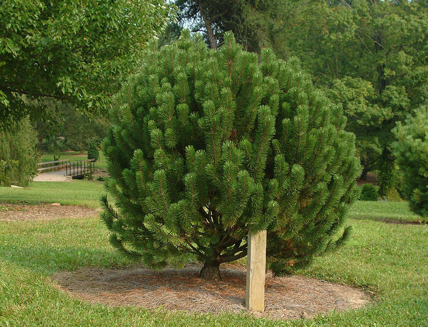 Pinus mugo Columnaris