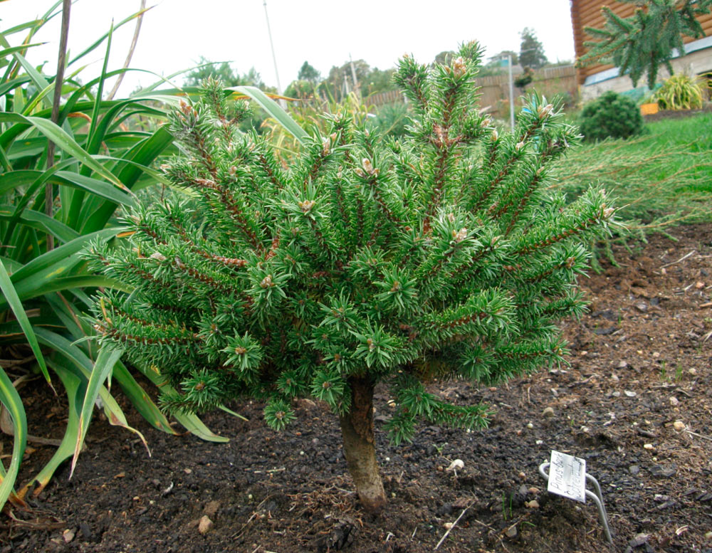 Pinus banksiana