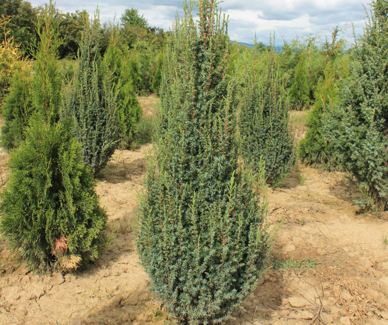Ялівець Juniperus communis Suecica