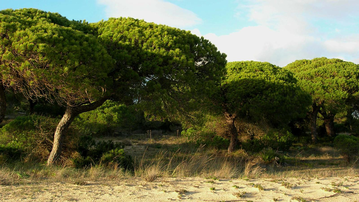 Сосна Pinus pinea