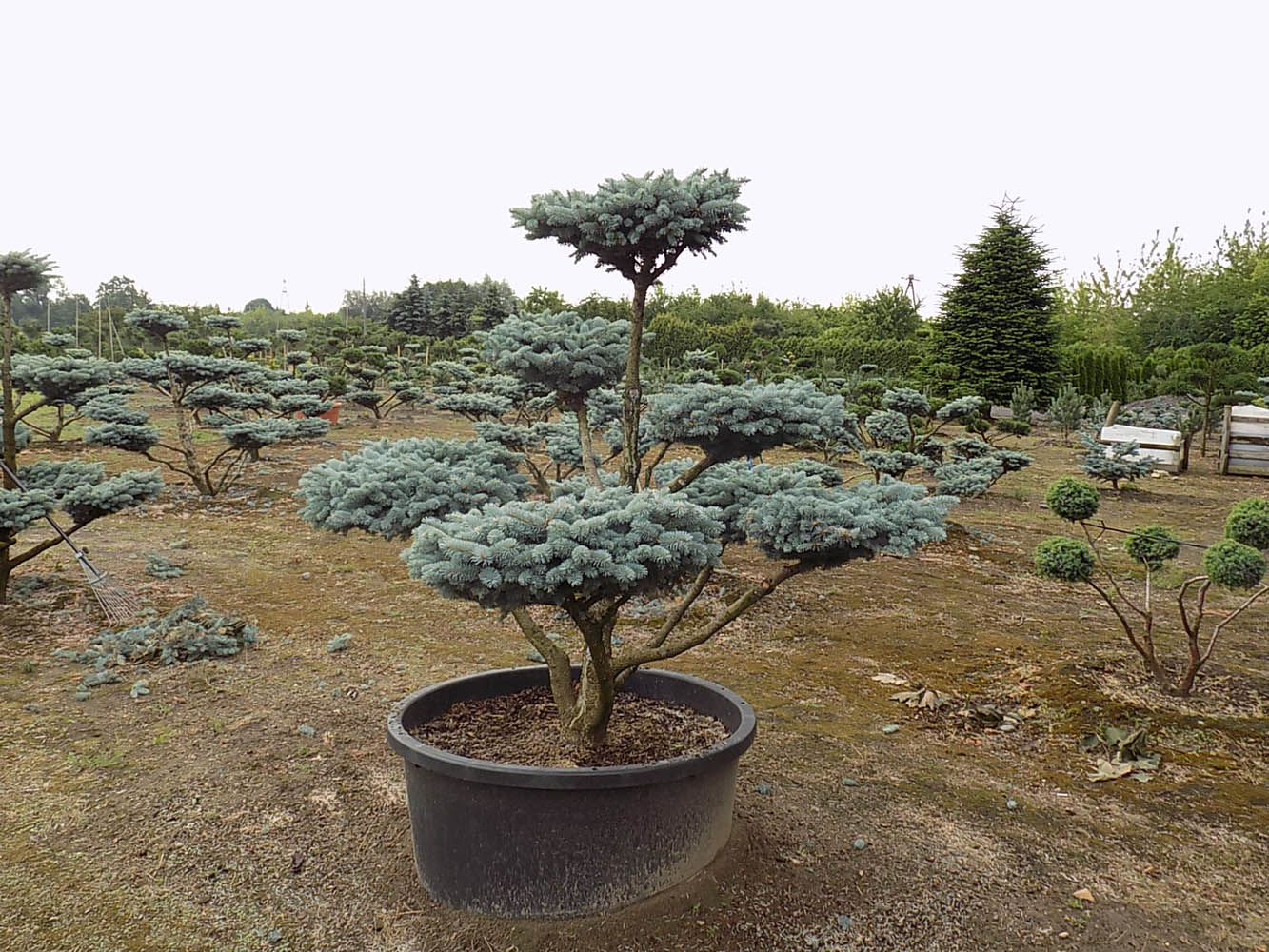 Сосна Glauca