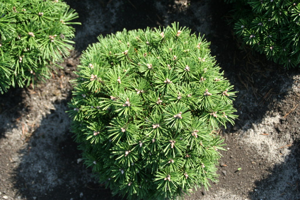 Pinus mugo Benjamin