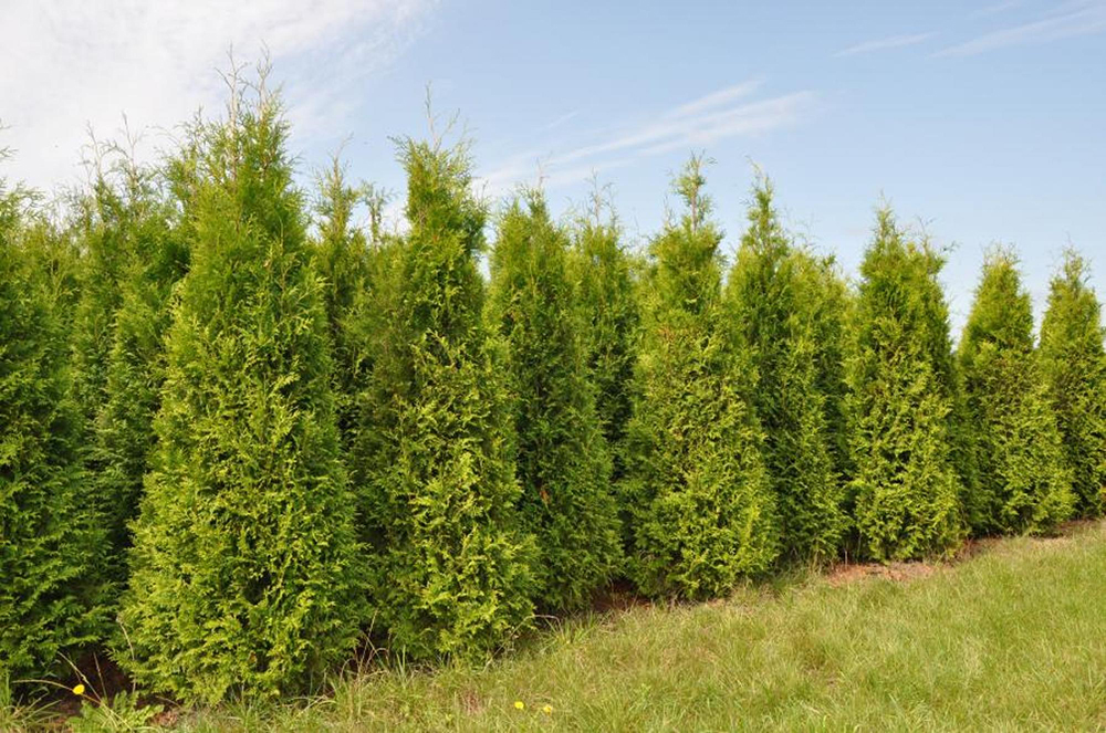 Thuja occidentalis 'Brabant'