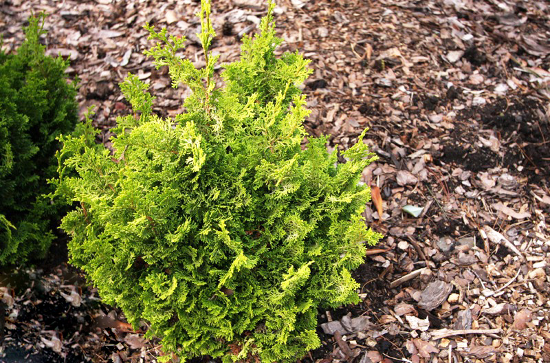 Chamaecyparis obtusa Rashahiba