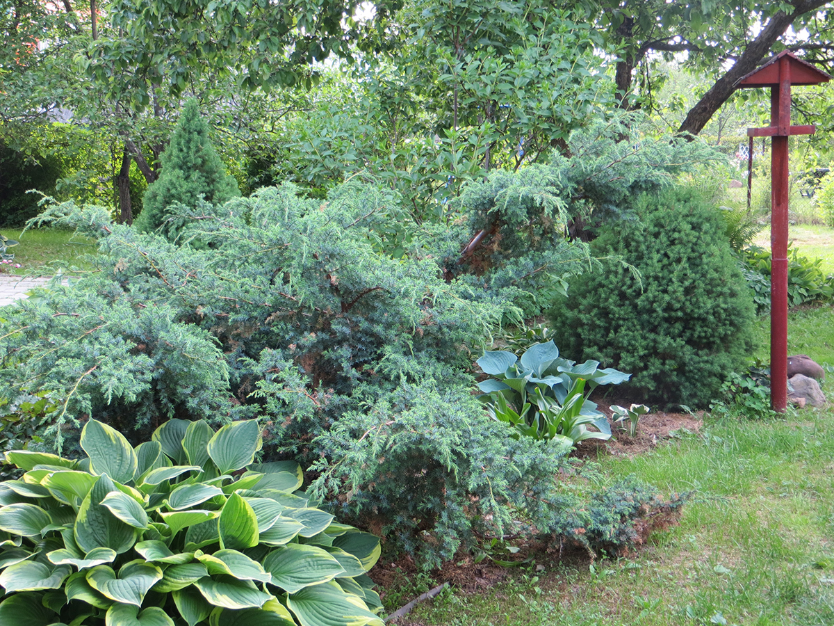 Ялівець Juniperus chinensis Blue Alps