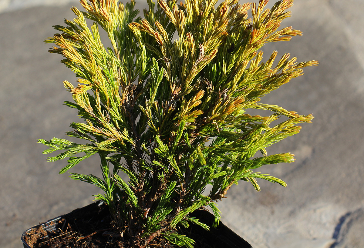 Саджанець ялівцю