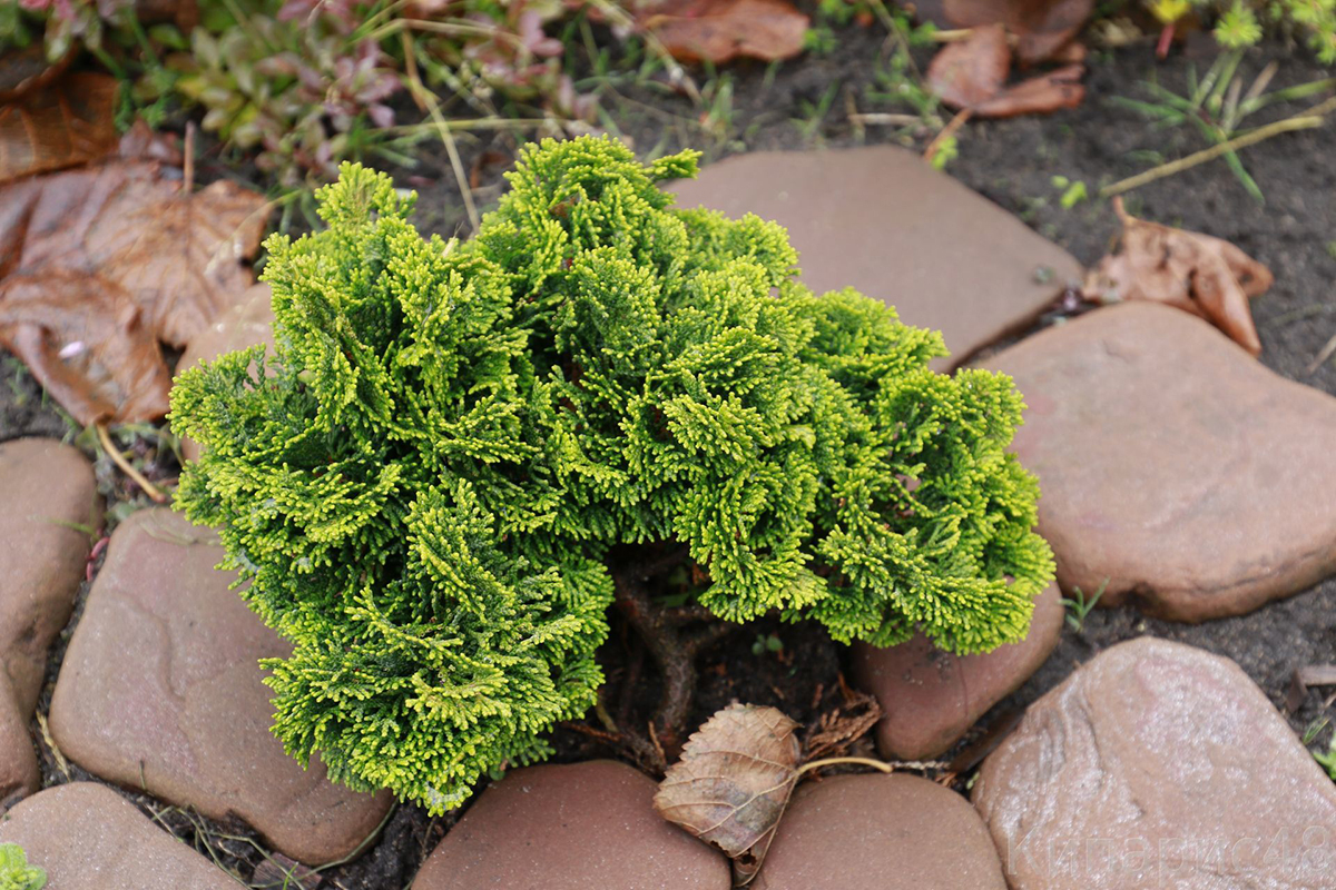 Chamaecyparis obtusa Nana Gracilis