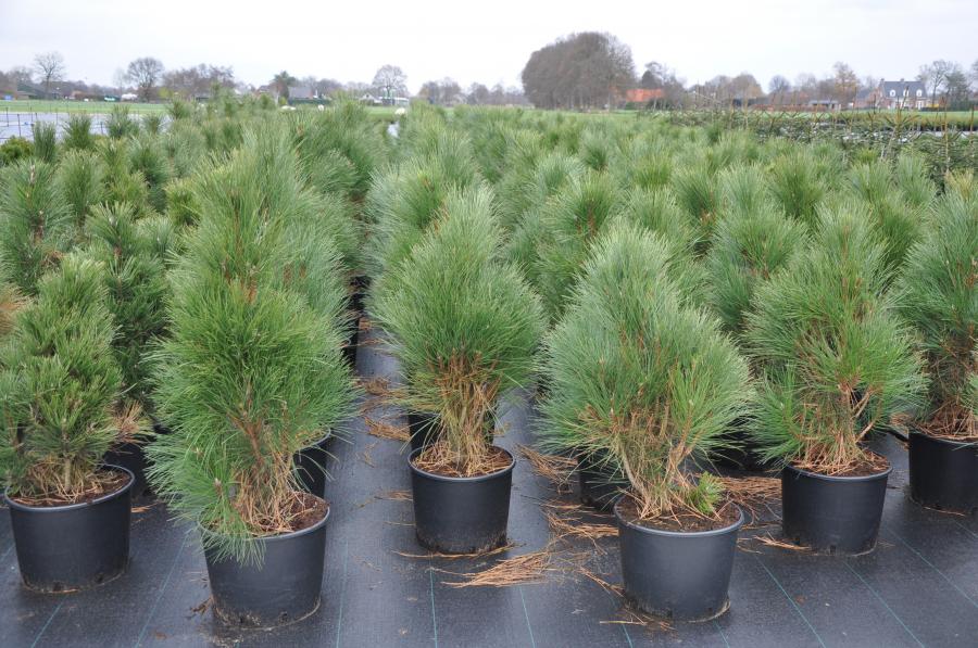 Саджанці Pinus nigra Pyramidalis