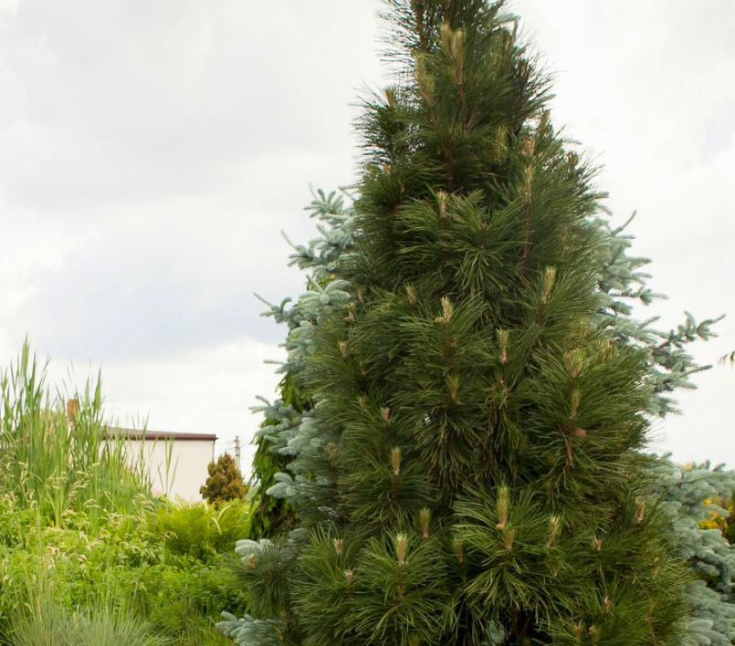 Pinus nigra Green Rocket
