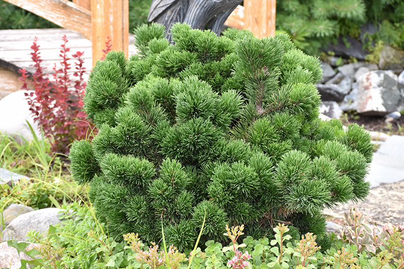 Pinus mugo Jakobsen