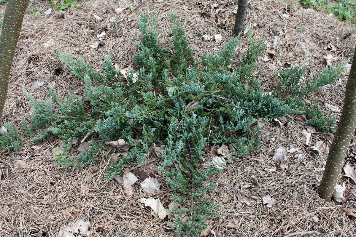 Juniperus horizontalis Blue Forest