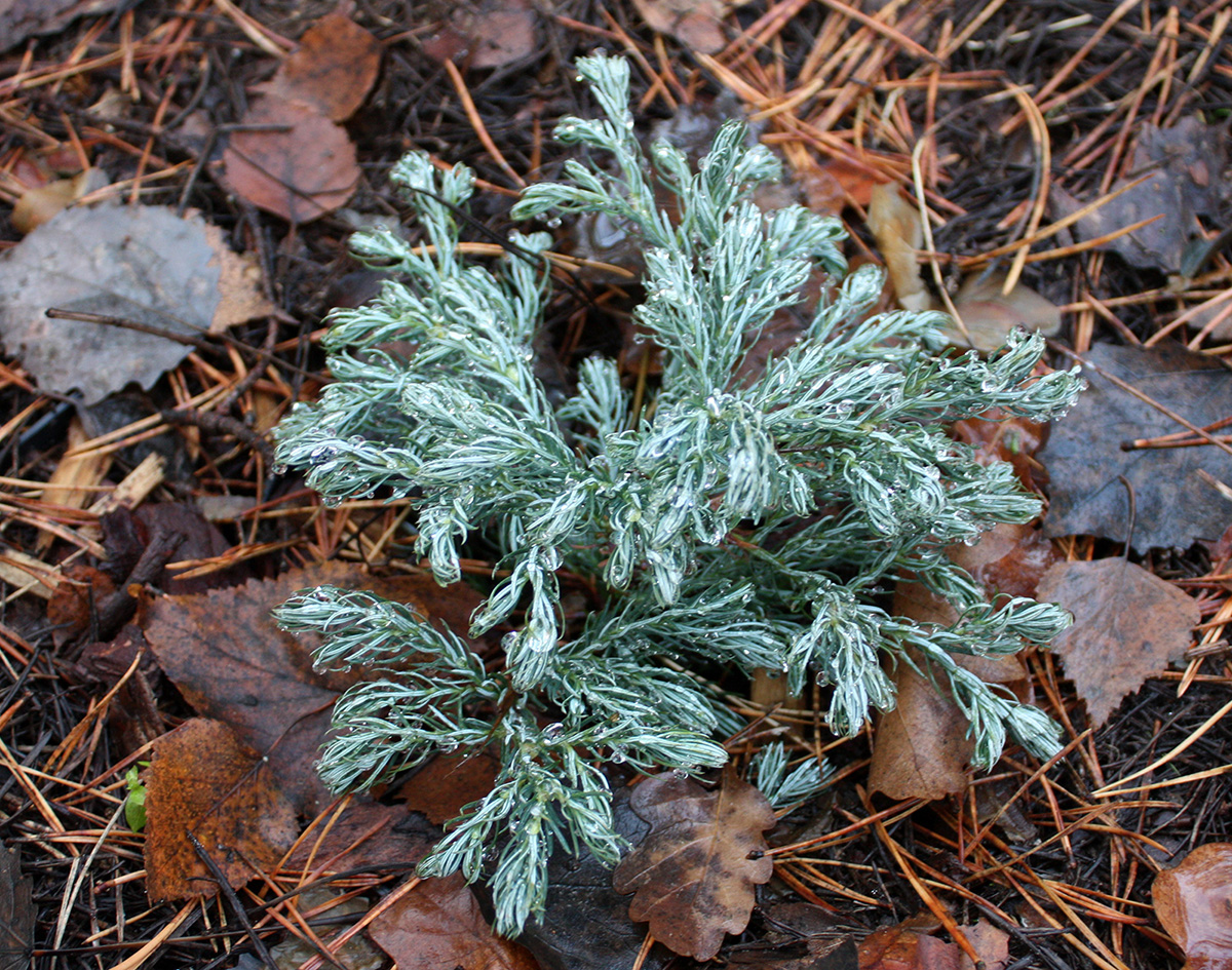 Chamaecyparis pisifera Boulevard